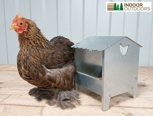 Bantam polish chicken - bantam, ducks