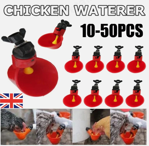 50pcs chicken bird - chicken,