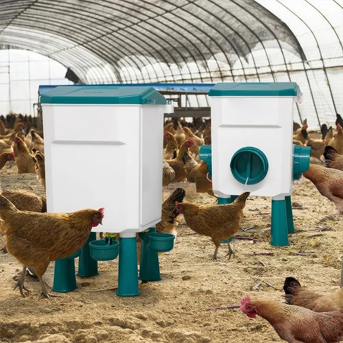 Chicken poultry feeder drinker - chicken,