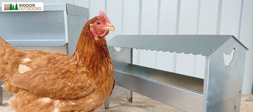 Chicken duck turkey poultry - chicken,
