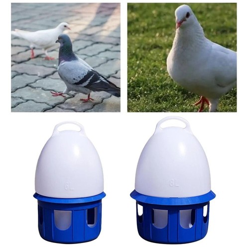 Automatic bird pigeons - bird,