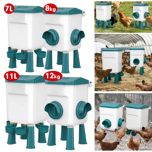 Pet scene chicken bird feeder - scene,