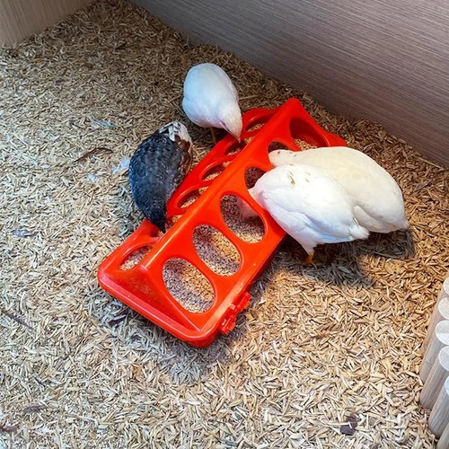 Automatic chicken feeder - chicken,