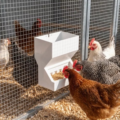 Chicken poultry feeder - chicken, drinker