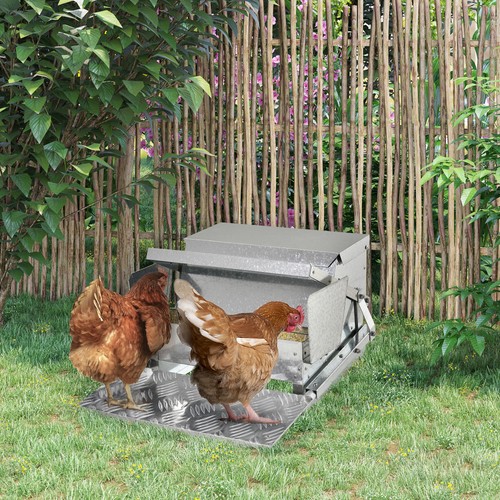 Automatic chicken feeder - chicken,
